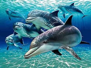 پارک دلفین کیش در پکیج 5 روزه تفریحات کیش (14 برنامه پرطرفدار)