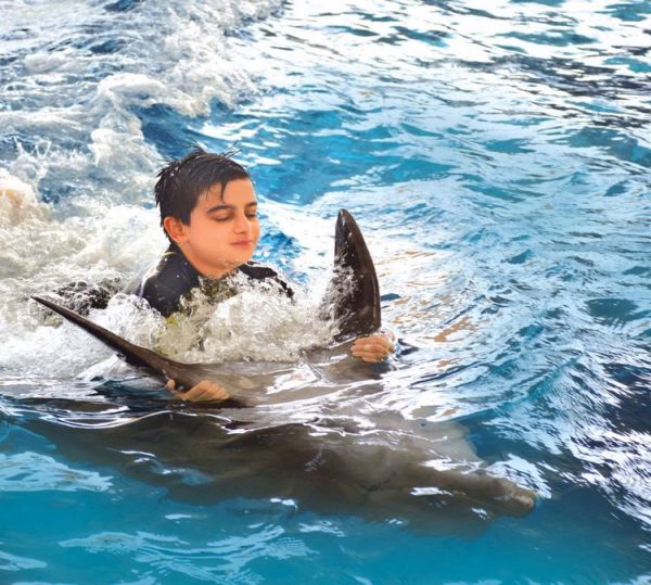 شنا با دلفین کیش